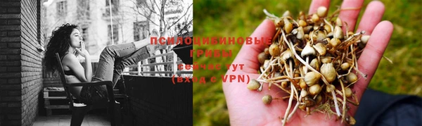 PSILOCYBIN Майский
