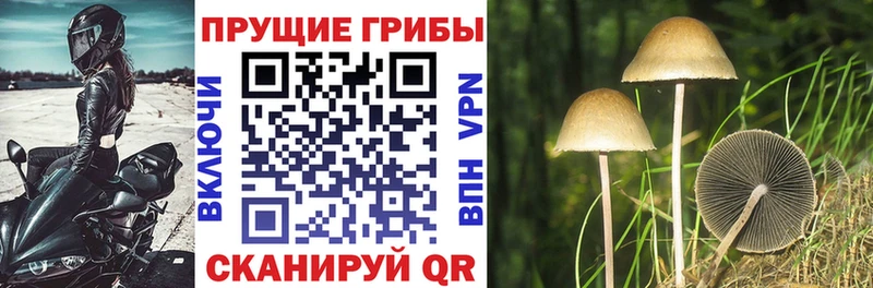 МЕГА сайт  Сорочинск  Галлюциногенные грибы мицелий 